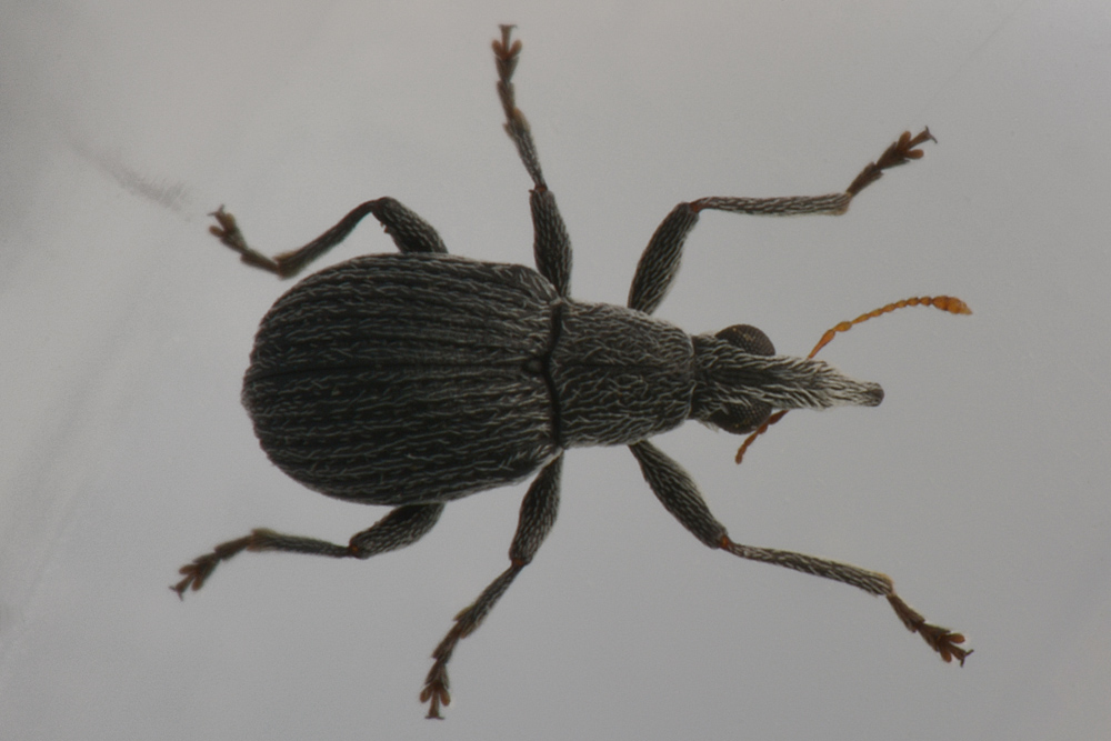 Apionidae?  S, Oxystoma craccae